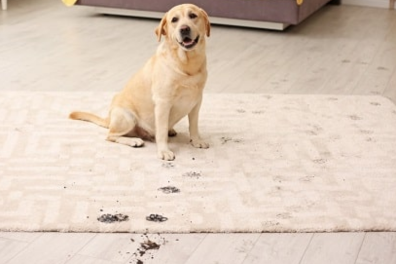 pet stains