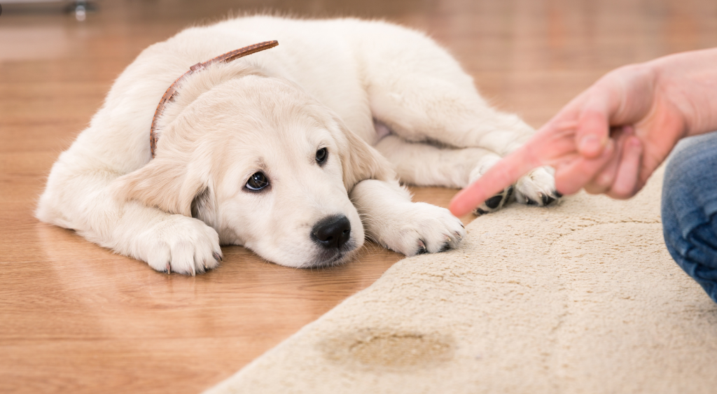 Oliva Service - Oakville Carpet cleaning company | Pet Odours Decontamination