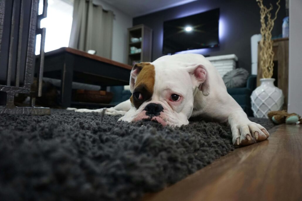 Oliva Service - Oakville Carpet cleaning company|Oakville Carpet Cleaning